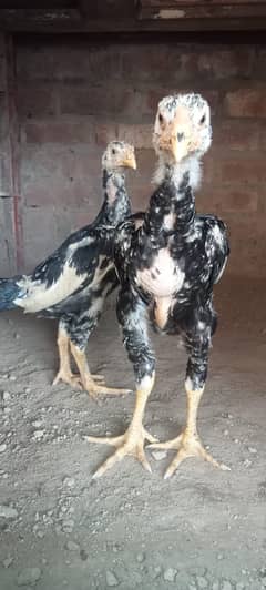 black king aseel shamo chiks| chicks | japnese shamoo | pure aseel hen