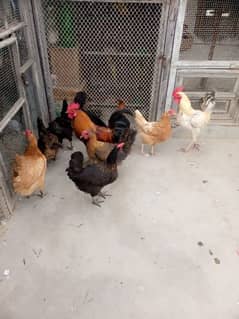 8 Hens 2 Rooster