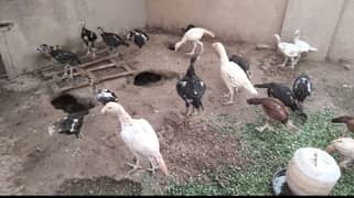 best aseel chicks