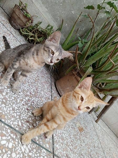 Cute Persian Kittens Mixed Breed 2