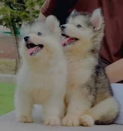 Siberian Husky [puppies/Labrador puppies]for sale/ 324 4957401