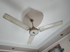 celling fans