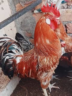 1 desi murga,2 desi hens and 1 aseel murgi . Hens are egg laying.