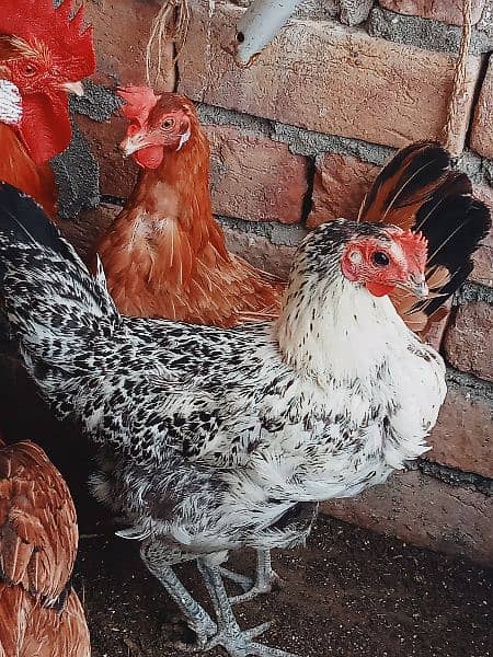 1 desi murga,2 desi hens and 1 aseel murgi . Hens are egg laying. 2