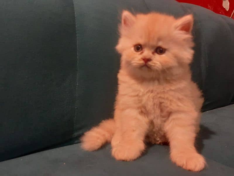 cute persian Semi Punch face kittens 0