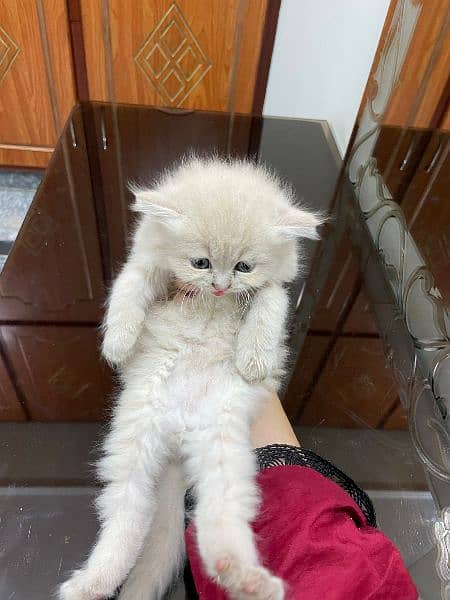 cute persian Semi Punch face kittens 6