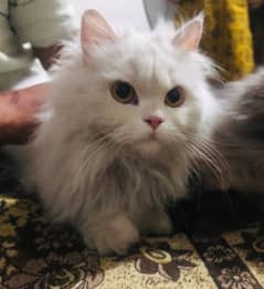 PERSIAN CAT AVAIL IN REASONABLE PRICE