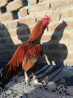 Aseel murgha for sale and cage 4 portion and love bird