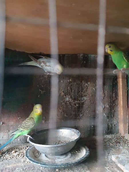 Australian parrots for sale 3