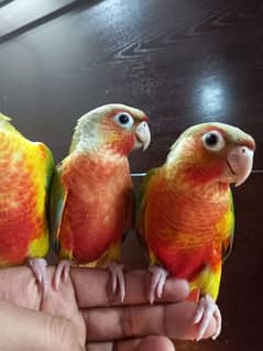 tammed Conures parrots
