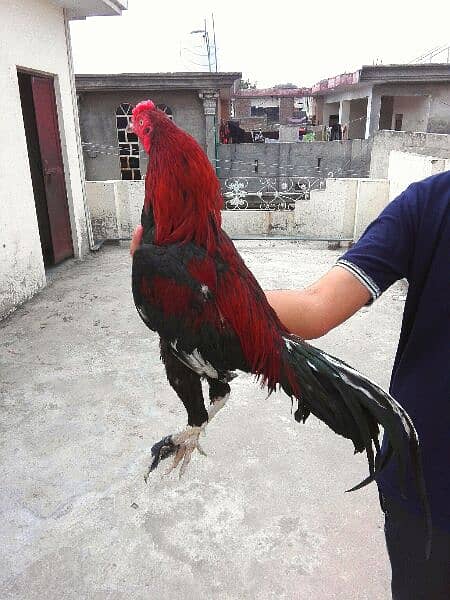 High quality aseel rooster and hen an opportunity for quality lovers 3