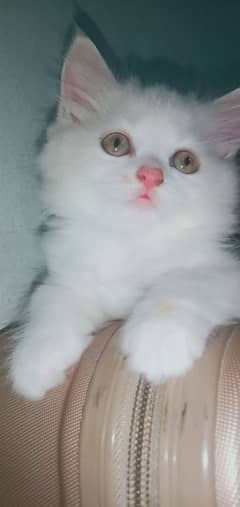 triple coated Persian kitten