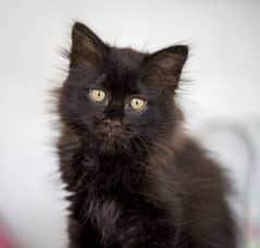 Black Persian Kittens