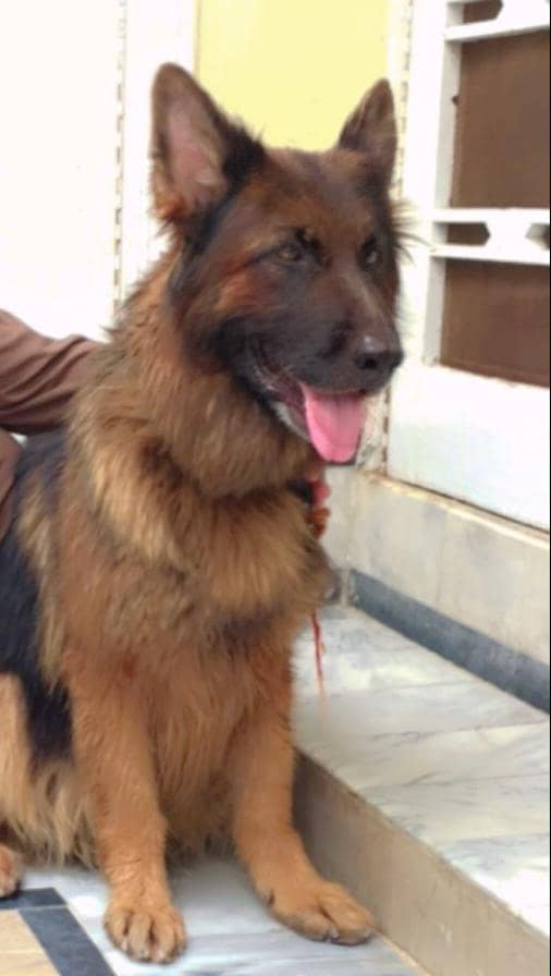 Female German Shepherd for sale 0