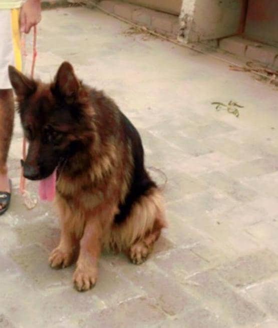 Female German Shepherd for sale 1