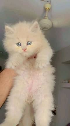 Persian kittens for sale contact whatsup03284714232