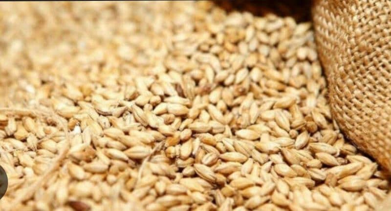 wheat for sale 2