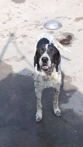 English pointer female First heat miss only 5 days 0