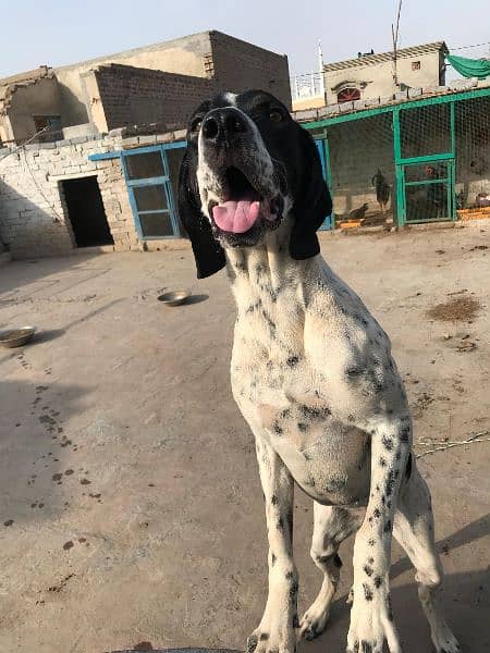 English pointer female First heat miss only 5 days 2