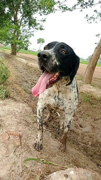 English pointer female First heat miss only 5 days 3