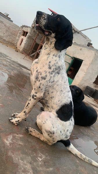 English pointer female First heat miss only 5 days 4