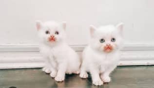 persian kittens available. siamese havana kittens available