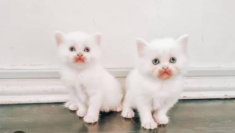 persian kittens available. siamese havana kittens available 0