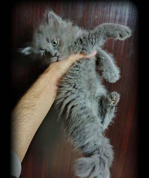 persian kittens available. siamese havana kittens available 1
