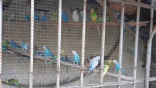 Budgie Bajri Parrots
