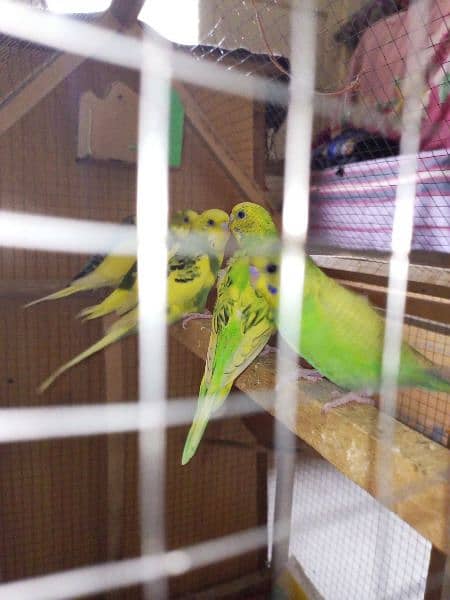 LOVE BIRDS 3 PAIRS for sale 4