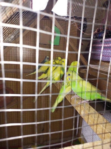 LOVE BIRDS 3 PAIRS for sale 7