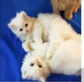 Persian kittens available