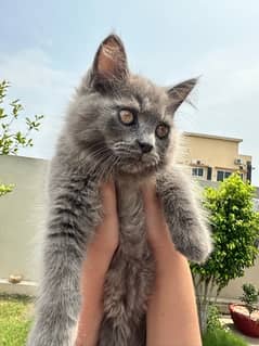 grey Persian cat only 3 months old male