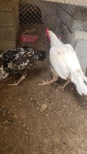 Aseel heera pair cheni madi for sale korangi karachi 5