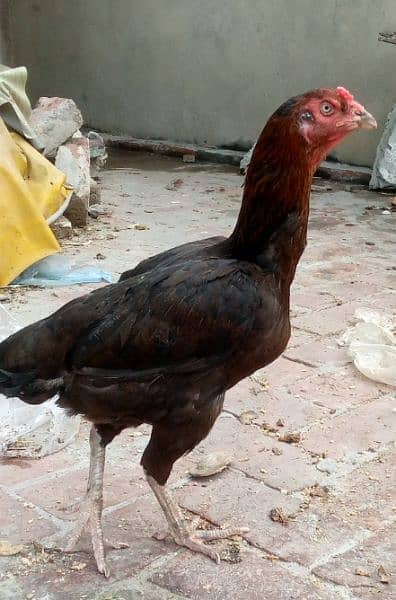 Sindhi or Hera Aseel ka chicks for sale ha 6 piece available 5