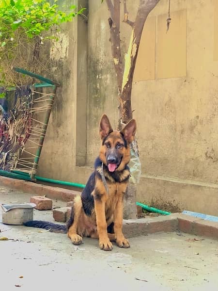 German Shepherd Pair for Sale! 0