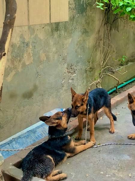 German Shepherd Pair for Sale! 6