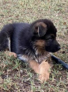 German shepherd puppy homebreed
