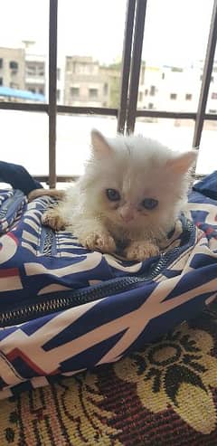male and female Persian kitten for sale