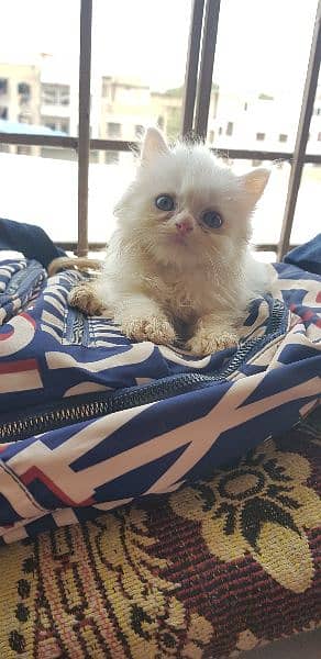 male and female Persian kitten for sale 1