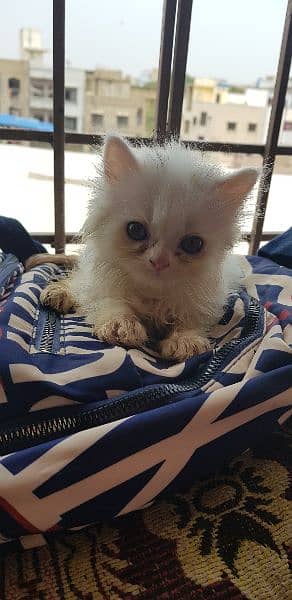 male and female Persian kitten for sale 3