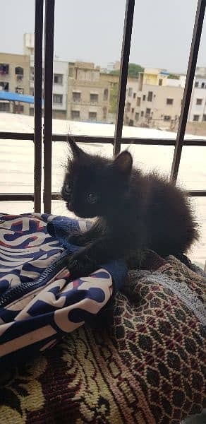 male and female Persian kitten for sale 5