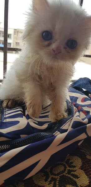 male and female Persian kitten for sale 7