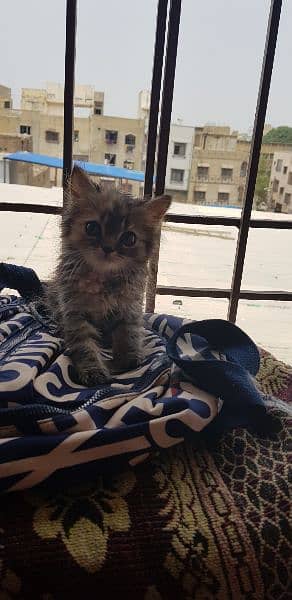 male and female Persian kitten for sale 8