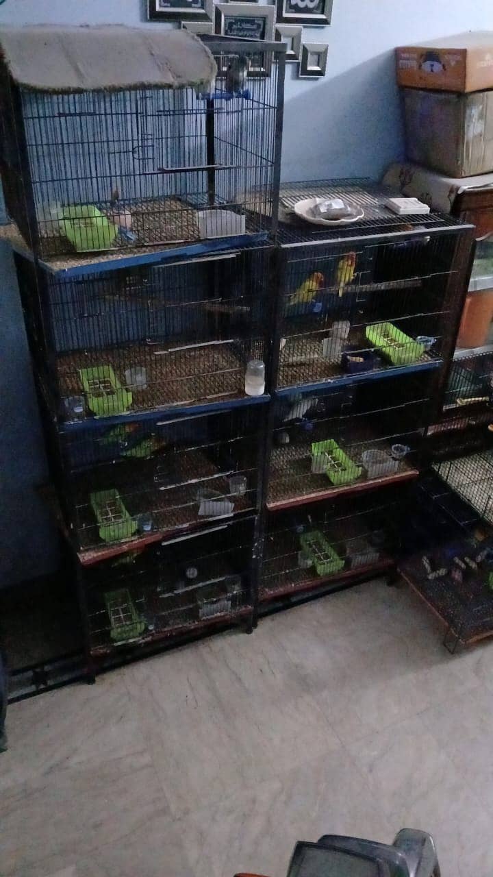 Love Birds Breeder Pair with Cage in cheap 0