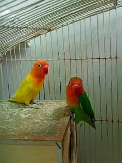 lovebirds pair for sale + green ring neck female