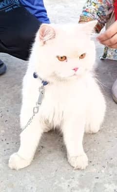Russia male cat