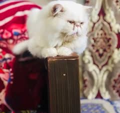 peke face adult male cat for sale