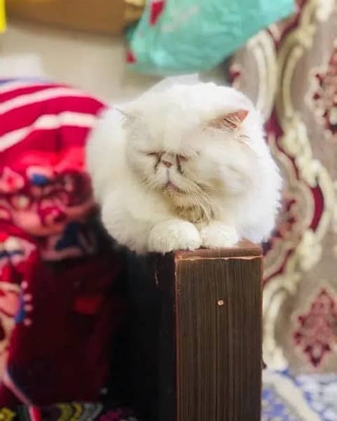 peke face adult male cat for sale 1