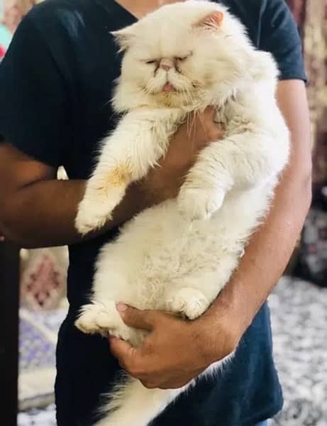 peke face adult male cat for sale 2